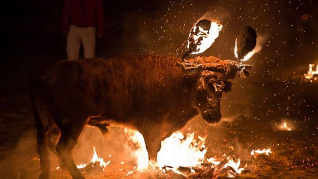 La Justicia suspende el Toro Júbilo de Medinaceli