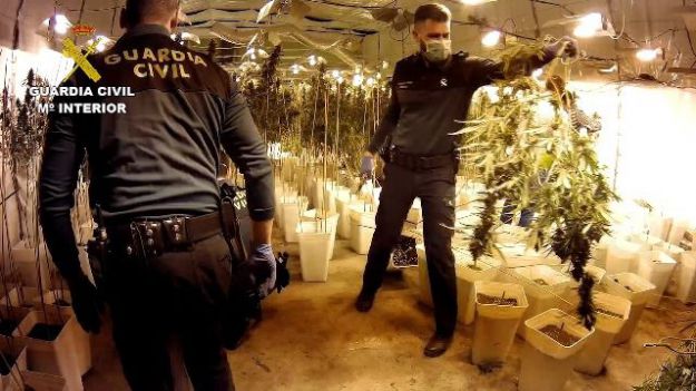 La Guardia Civil desarticula una organización criminal y desmantela un cultivo de 12.000 plantas de marihuana