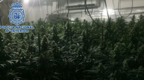 Desmanteladas tres plantaciones indoor de marihuana en la provincia de Málaga