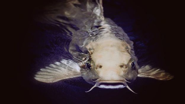 ¿Sabías que hay un pez carnívoro en el Ebro?