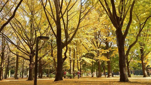 Lugares imprescindibles que visitar en Tokio durante el otoño