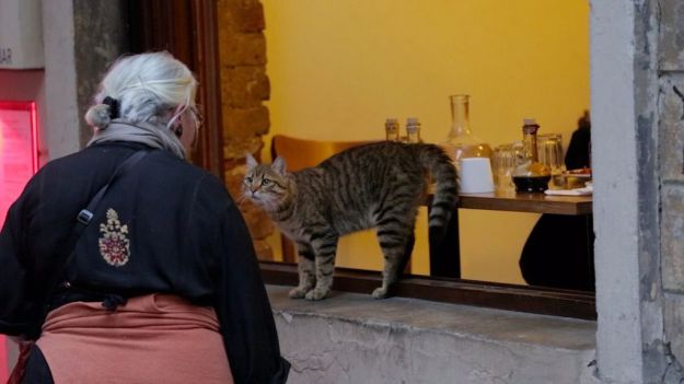 Kedi (Gatos de Estambul)