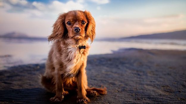 Cinco destinos económicos con playa canina en España