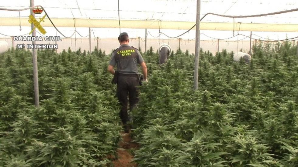 9 detenidos por cultivar más de 8.000 plantas de marihuana
