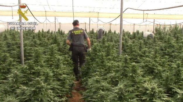 9 detenidos por cultivar más de 8.000 plantas de marihuana