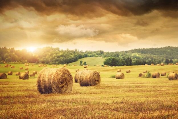 Gobierno destina 20 millones a subvenciones para créditos ICO a jóvenes agricultores