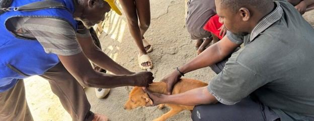 Haití enfrenta un aumento de casos de rabia en perros y humanos, alertan autoridades