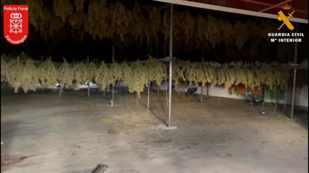 La Guardia Civil y la Policía Foral desmantelan el mayor cultivo de marihuana de Europa