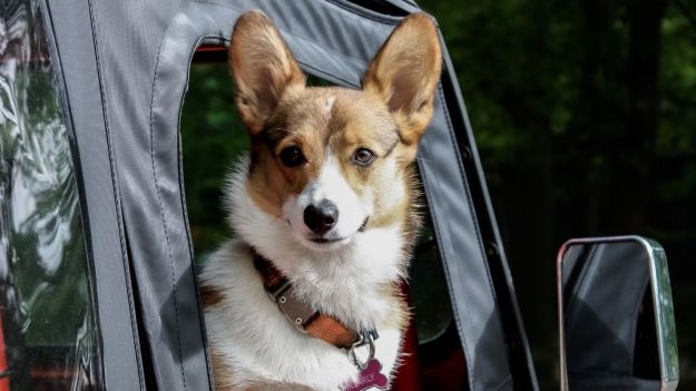 Aumenta un 90% la búsqueda de alojamientos que admiten mascotas