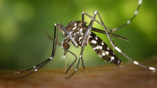 El mosquito tigre permanece gran parte del año en Granada y Málaga