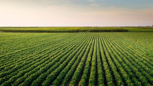 Cuatro acusados en Croacia por fraude de subsidios agrícolas, incluido un exfuncionario público