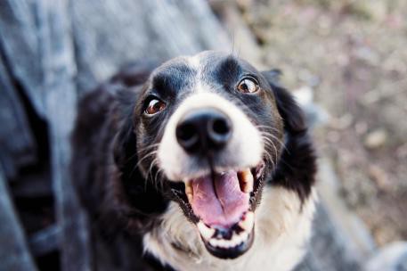 El Ministerio de Derechos Sociales propone nuevos decretos para mejorar el bienestar animal