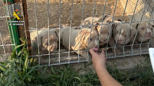 Catorce detenidos por vender perros con amputaciones ilegales