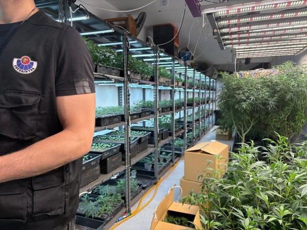 Desmantelan cultivos de marihuana y detienen a dos hombres en Gipuzkoa