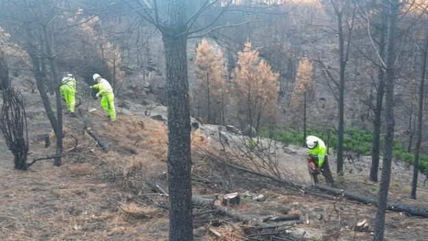 MITECO destina 34,5 millones para restaurar áreas afectadas por incendios de verano