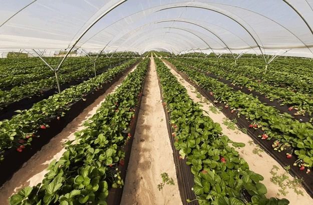 MITECO lanza ayudas de 28,5 millones para renaturalizar cultivos en Doñana