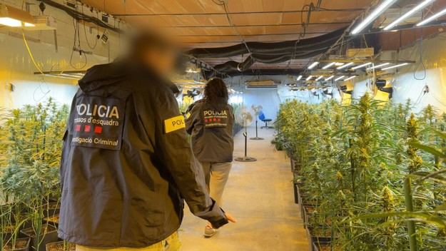 Desmantelan un grupo criminal que cultivaba marihuana en Les Franqueses del Vallès
