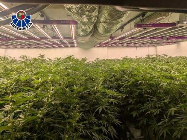 Ertzaintza desmantela plantación de cannabis con mil plantas en Urduliz y arresta a dos hombres