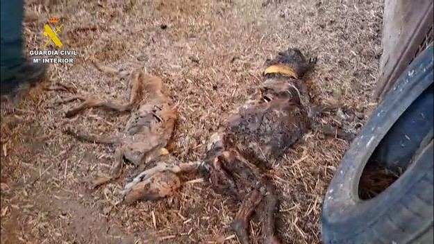 Descubren 32 perros muertos por inanición en Badajoz