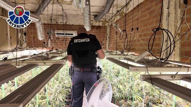 Detenidos en Zalla por cultivo ilegal de marihuana